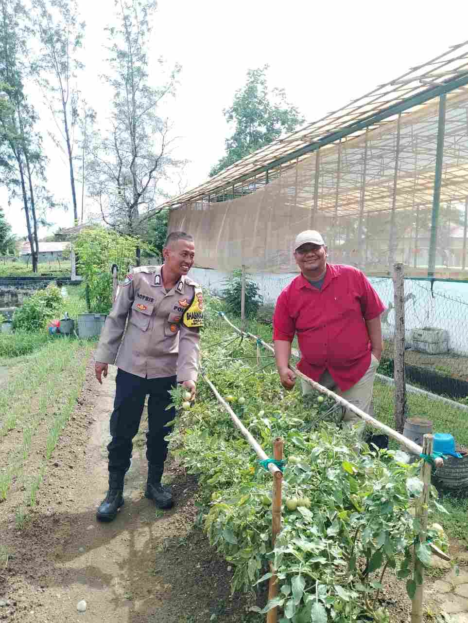 Dukung Ketahanan Pangan, Bhabinkamtibmas Polsek Kutaraja Sambangi Lahan Petani Binaan