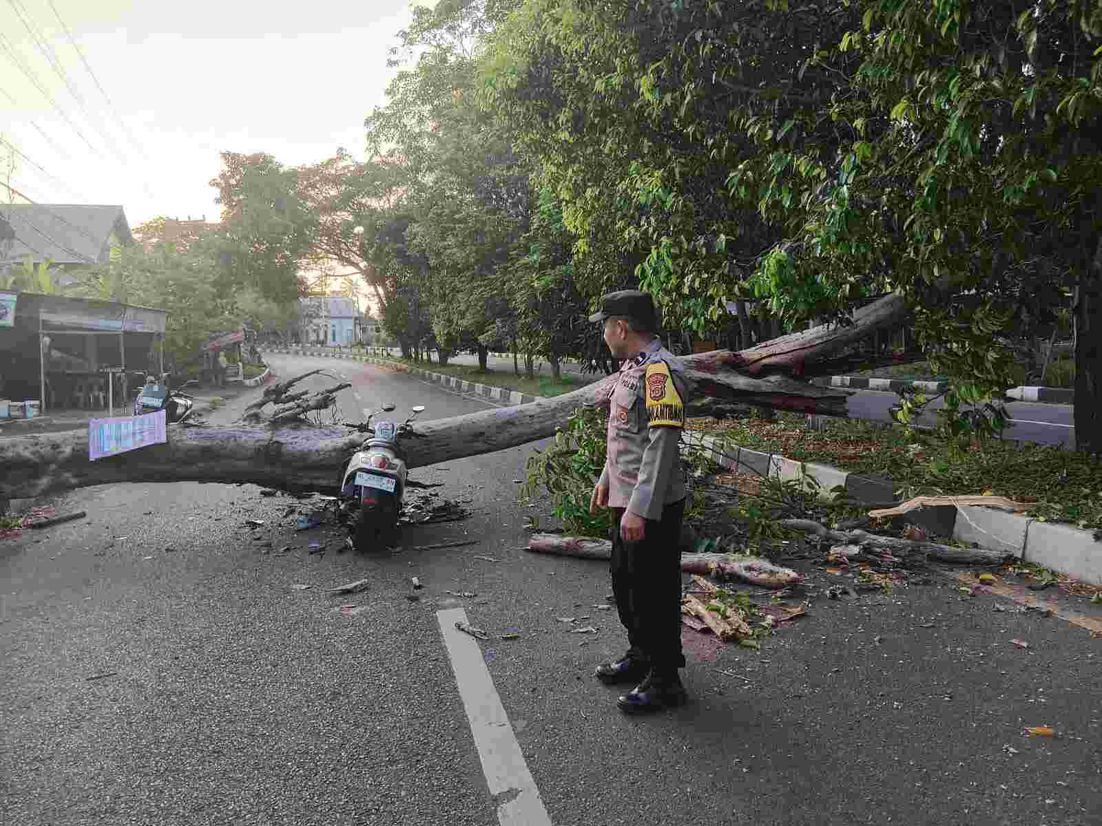 Pohon Tumbang Timpa Sepeda Motor, Begini Kata Kapolsek Ingin Jaya