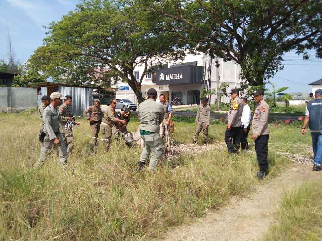 Polsek Ingin Jaya Lakukan Pendampingan Satpol PP dan WH Aceh Besar Saat Penertiban Hewan Ternak