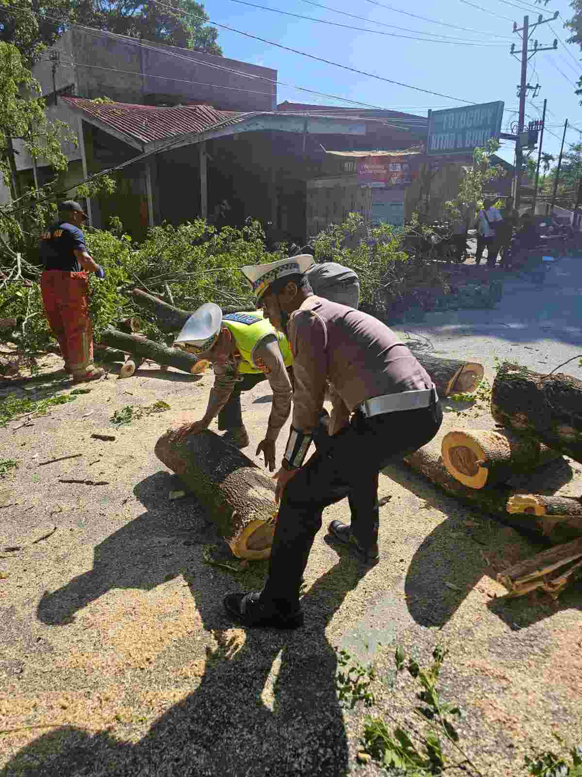 Langkah Cepat Satlantas Polresta Banda Aceh Bersihkan Pohon Tumbang di Jalan Raya - Tribratanews Polresta Banda Aceh