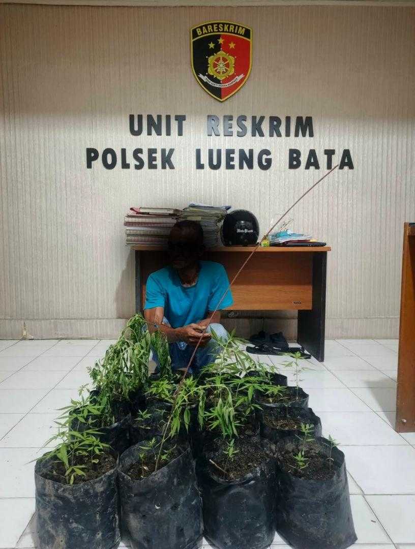Tanam Ganja di Pekarangan Rumah Warga, Pria di Banda Aceh Diamankan Polisi, 16 Polybag Disita - Tribratanews Polresta Banda Aceh